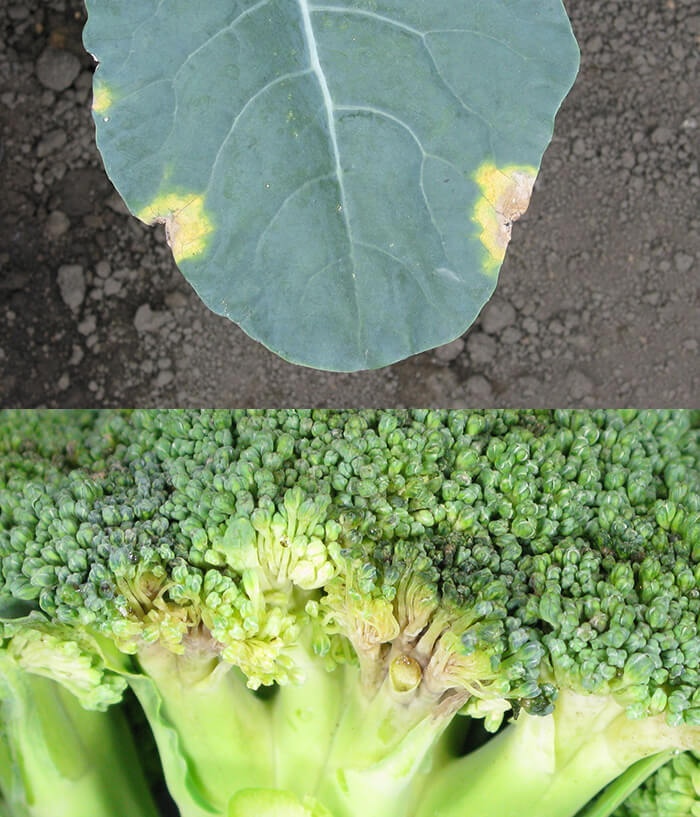 上:葉に発生した様子 下:花蕾に発生した様子