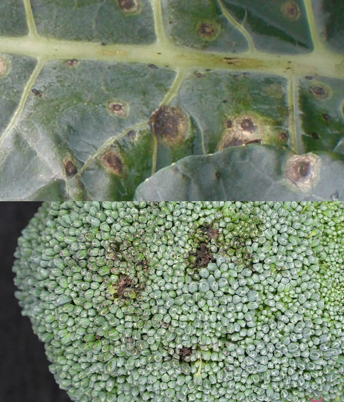 上:葉に発生した様子 下:花蕾に発生した様子