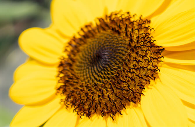 花粉がなく上向きに咲く「ビンセント(R)」