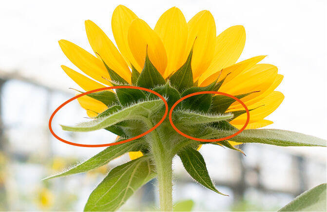 茎が硬く、花の下の葉は小さく上向きに咲く「ビンセント(R)」