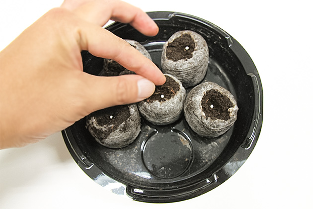 「はじめてさんの かんたんタネまきキット」セット内容の「ジフィーセブン」を使用して、プチじゃがの種まきをしているところ