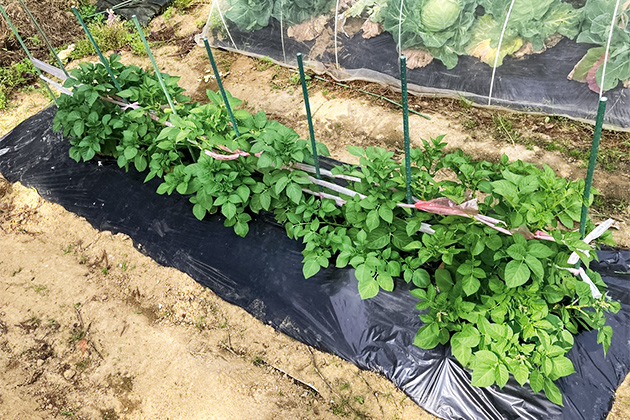 宮城県K様より、定植後の様子。種まきから90日