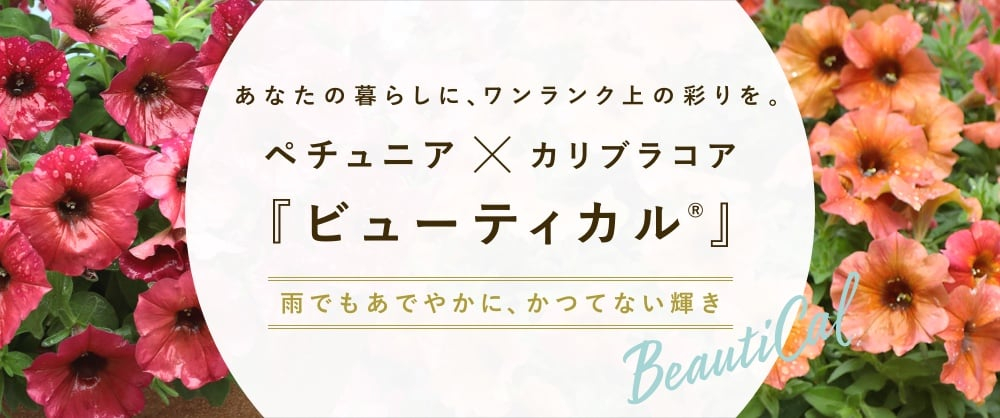 ペチュニア×カリブラコア「ビューティカル」 雨でもあでやかに、かつてない輝き。ブランドサイトはこちら