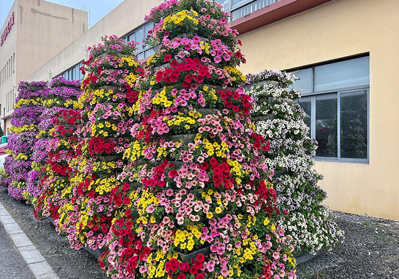 ツリー状になっているペチュニア ビューティカルの植栽