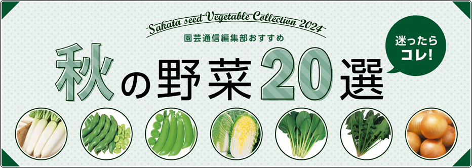 迷ったらコレ！ 園芸通信編集部おすすめ 秋の野菜20選
