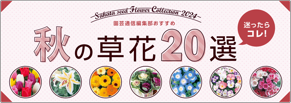 迷ったらコレ！ 園芸通信編集部おすすめ 秋の草花20選