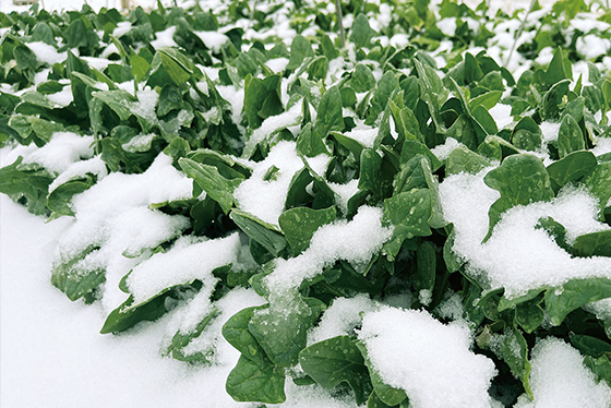 雪にも負けず元気に育つホウレンソウ「寒締め吾郎丸」