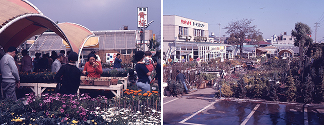 1974年5月の屋外苗売り場(左)と1976年11月の屋外売り場の様子(右)