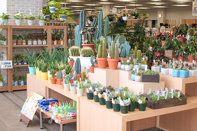 屋内多肉植物売り場(2007年8月から9月)