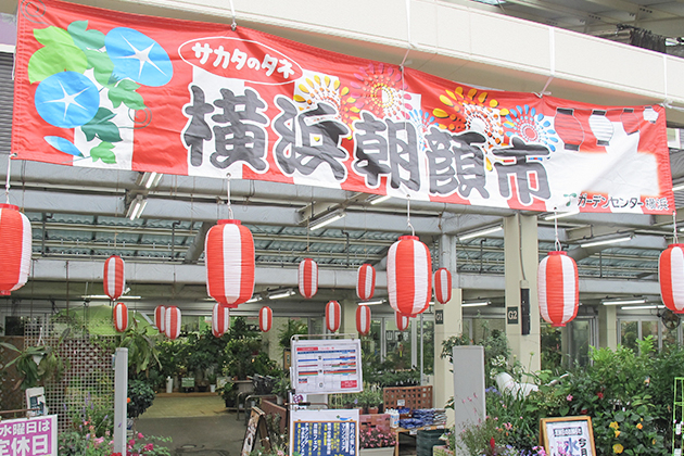 季節の風物詩になった横濱朝顔市(2015年7月)