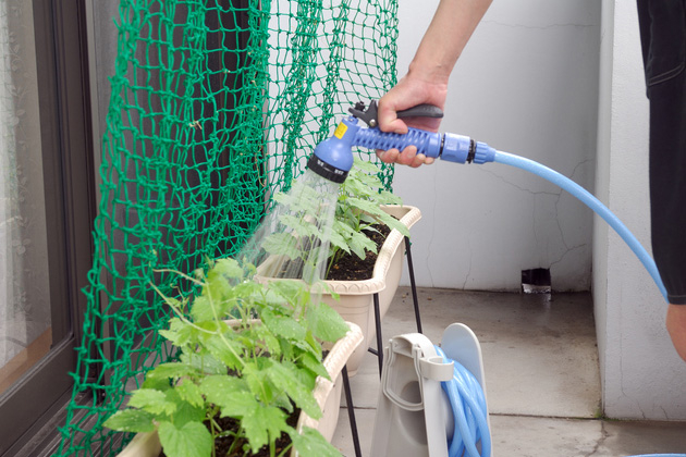 ホースで野菜に水やりをしている様子