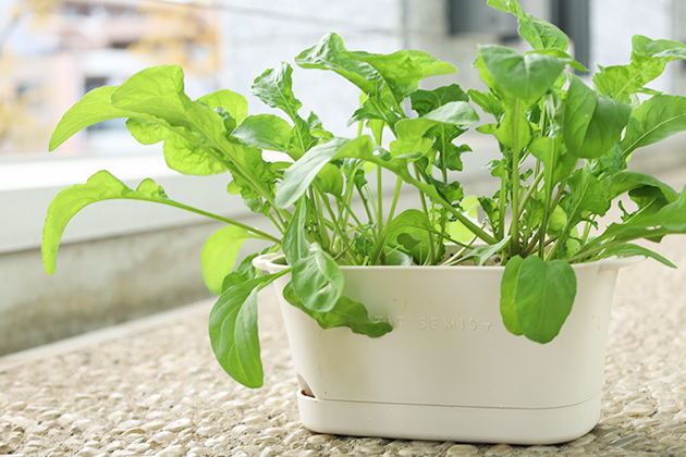 プラ鉢に植え替えて大きく育ったルッコラ