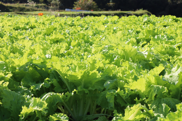 菌ちゃん農法で育つ山東菜（さんとうさい）