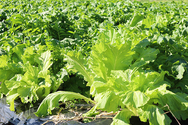 菌ちゃんふぁーむでは、防虫ネットを張らずに野菜を栽培している