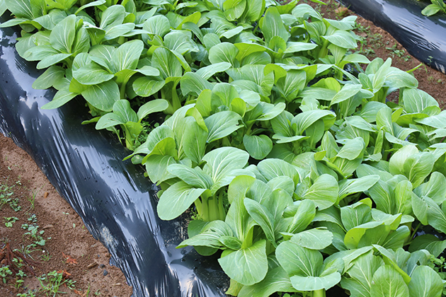防虫ネットなしでもほとんど虫に食べられていない菌ちゃんふぁーむのチンゲンサイ