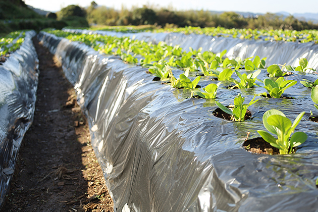菌ちゃんの力と太陽の光を浴びてすくすく育つ菌ちゃんふぁーむの畑
