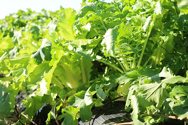 菌と太陽の力で育つ山東菜とダイコン