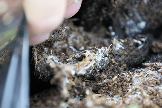 菌ちゃん野菜のマルチの中には、糸状菌がたくさん