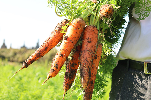 菌ちゃん野菜の採れたてニンジン