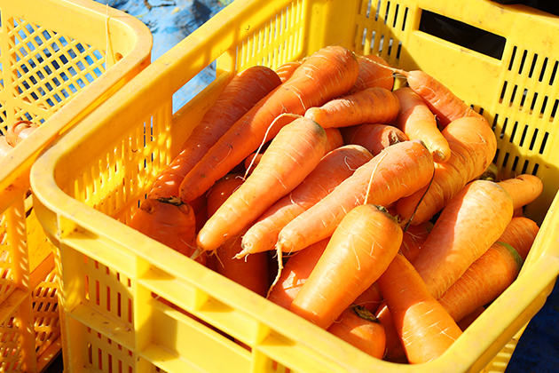 色も濃く、つやつやとした菌ちゃん野菜のニンジン