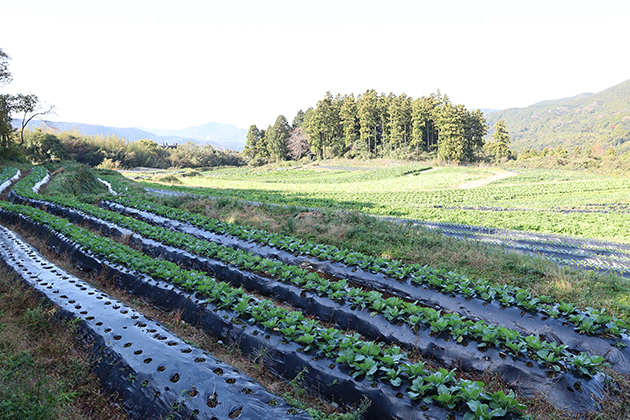 菌ちゃんふぁーむの全景