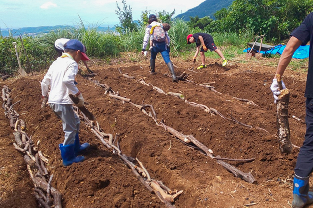 畝の両端に木の枝を埋める様子