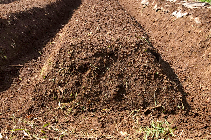 木の枝を埋め込んだ畝