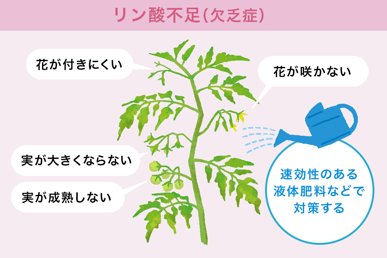 リン酸不足(欠乏症)による症状と対策