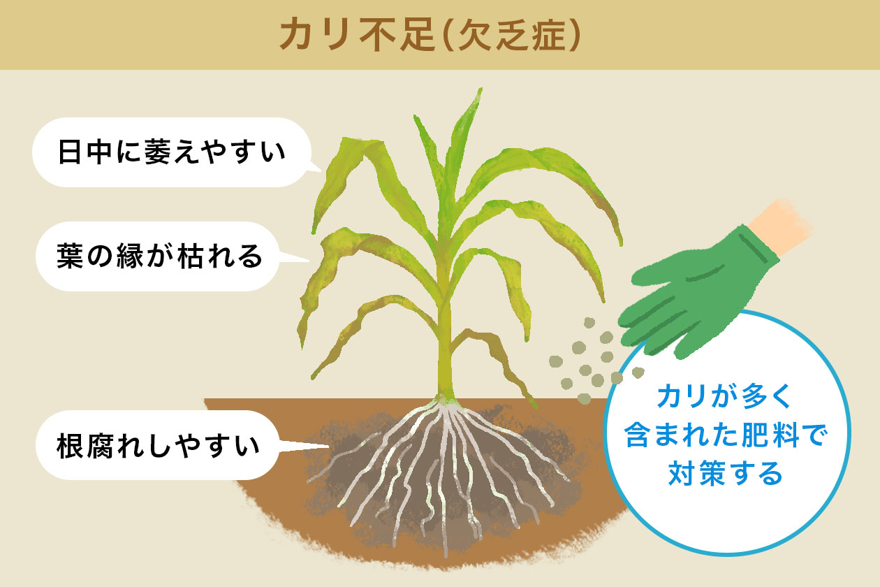 カリ不足(欠乏症)による症状と対策