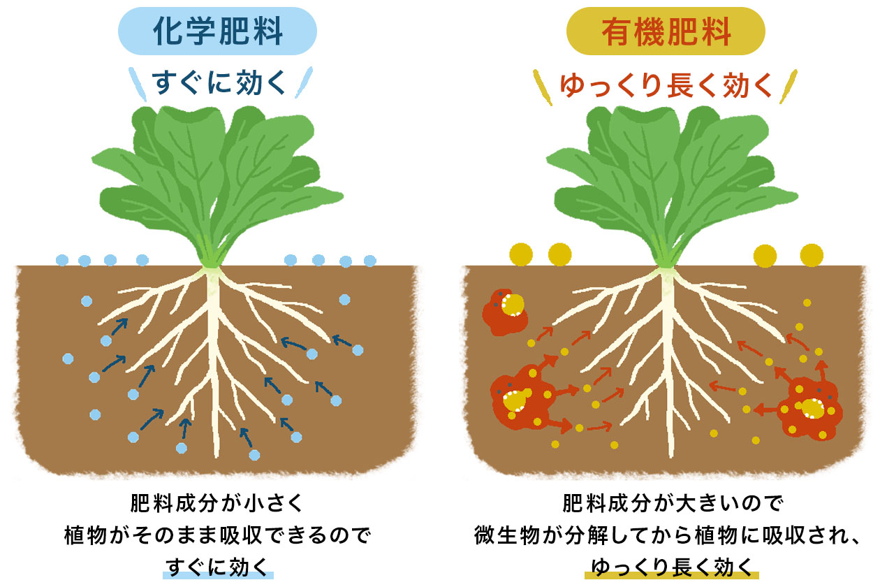「有機肥料」と「化学肥料」の特徴と違い