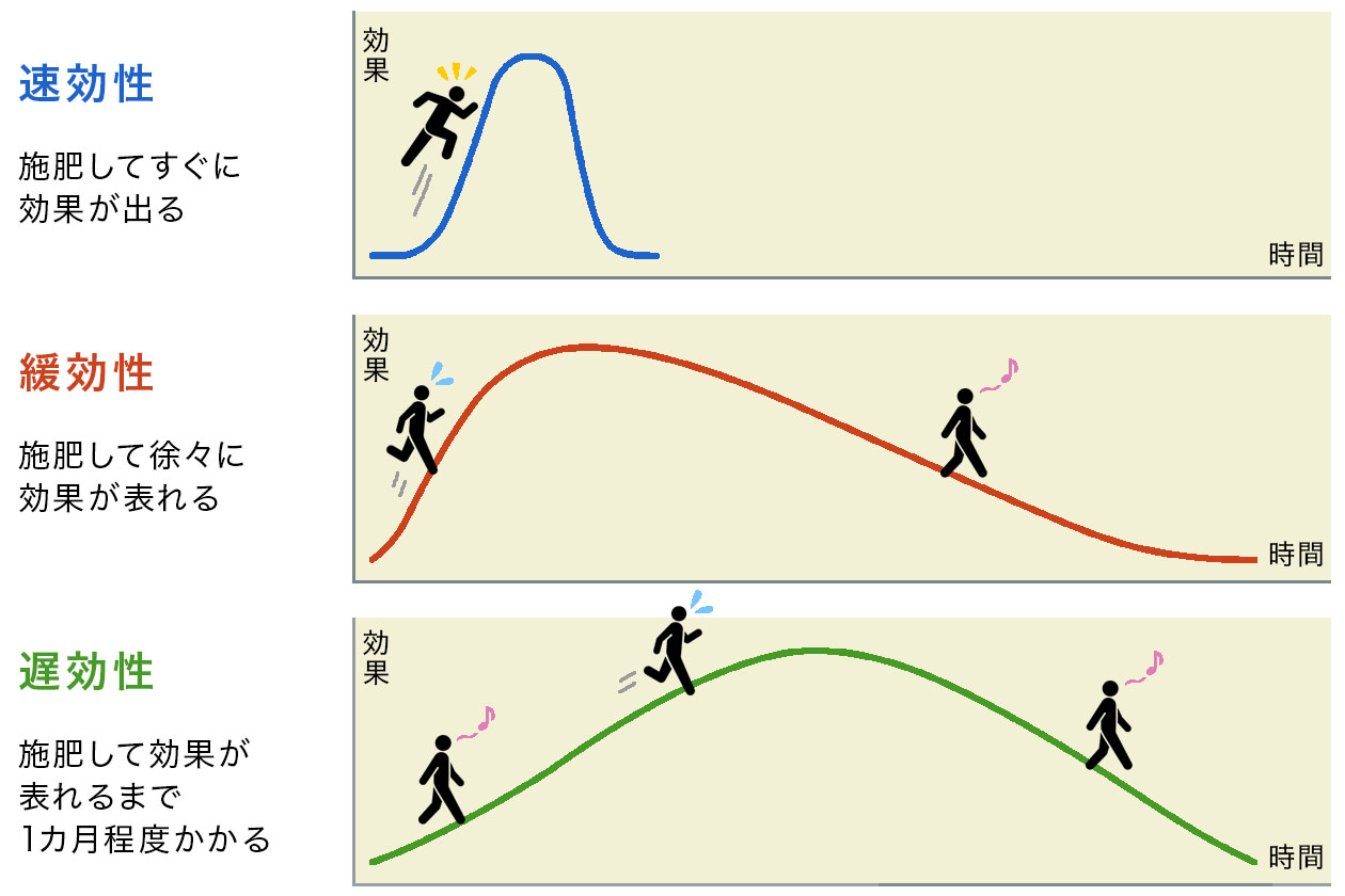 「速効性」「緩効性」「遅効性」の効き方の違い