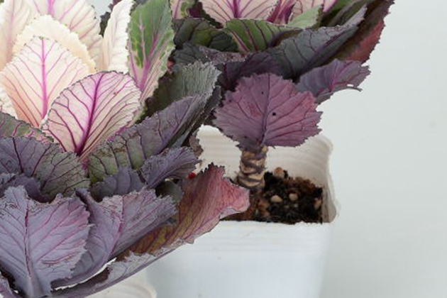 足（茎）があることで、花壇や寄せ植えをするときに植える深さによって、手前にも奥にも植えられる
