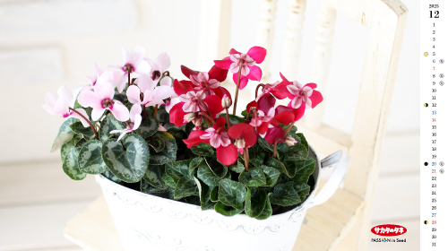 2025年12月の壁紙