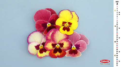 2026年3月の壁紙