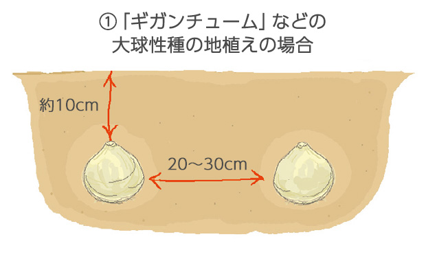 「ギガンチューム」など大球性のものは、葉が広くて長いので20～30cm間隔で球根の上に10cmくらい土がかかる深さに植えます。