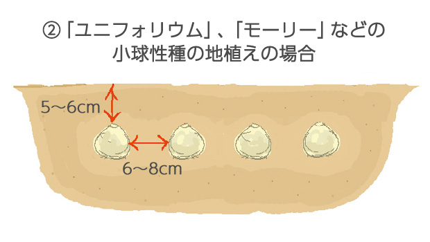 草丈20～30cmのものは、6～8cmの間隔で球根の上に5～6cm土がかかる深さに植えます。