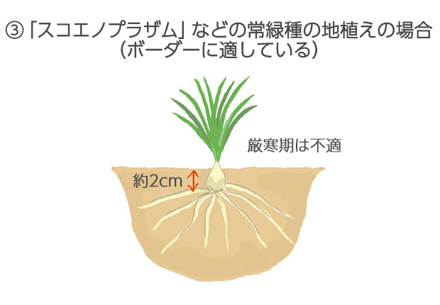 常緑性の「スコエノプラザム」や「フラバム」、「イトラッキョウ」などは、厳寒期を避ければいつでも株分けや植え替えを行うことができます。