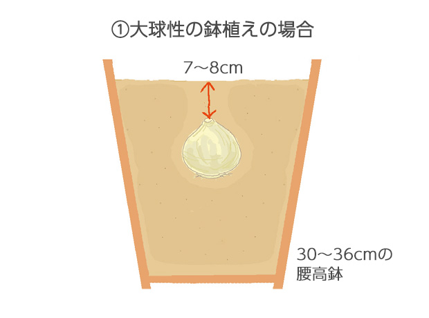 30～36cm鉢に1球植えとし、球根の上に7～8cm土がかかる深さに植えます。