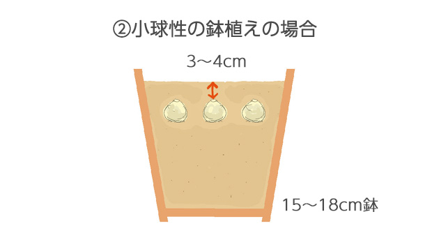15～18cm鉢に5～6球植えとし、球根の上に3～4cm土がかかる深さに植えます。