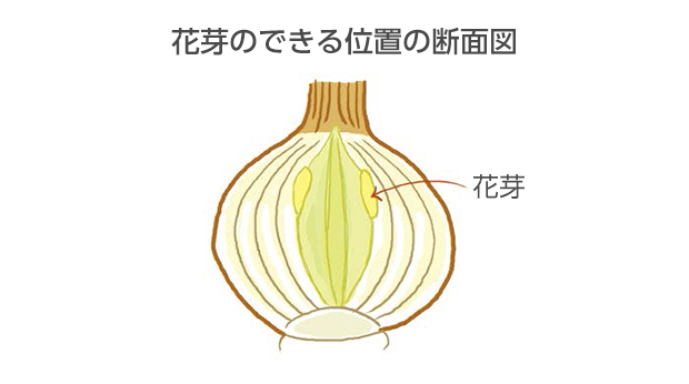 葉が8枚以上あればりん片は片側5層以上になり、花芽が2つ以上できる