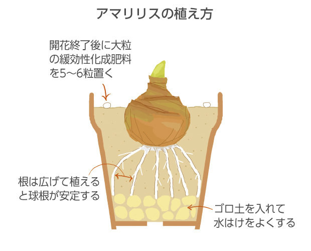 球根の1/2～1/3を土中に埋める