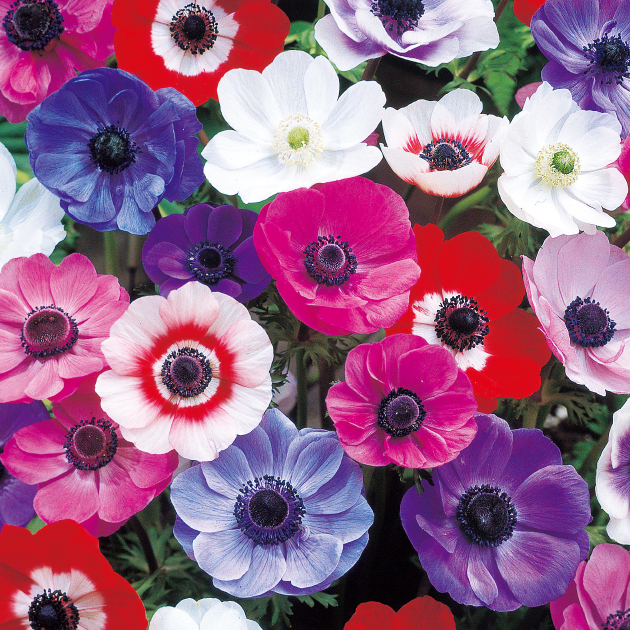 アネモネの育て方・栽培方法｜失敗しない栽培レッスン（草花）｜サカタ