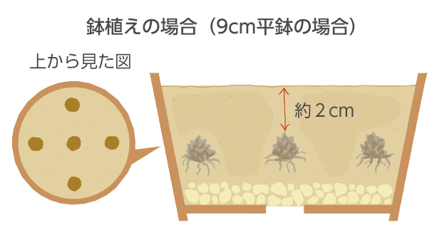 草丈が低い植物なので、平鉢がよく似合う