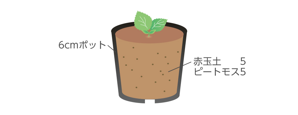 苗は本葉2～3枚になったら植えつける。深植えにならないように注意する