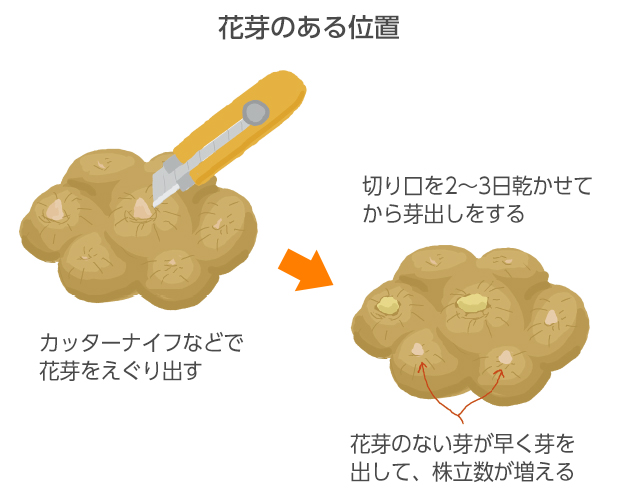 中心部近くの大きく膨らんだ2つくらいの芽に花芽が入っている