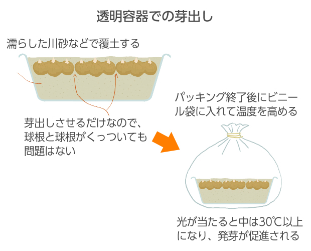 イチゴなどが入っていた透明のプラスチック容器に球根を並べ、球根が隠れる程度に覆土する