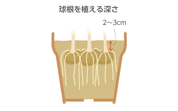 根は芽の付け根部分から出るので、2～3cmの土がかかる深さに植える