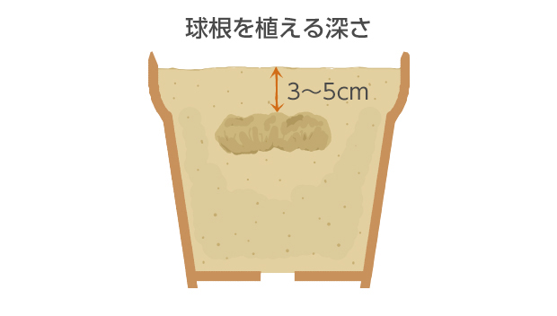浅植えにすると根が張れなくなる