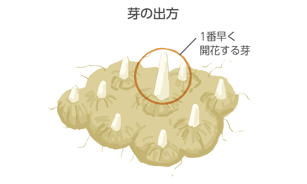 中心の1番大きい花芽をもった芽が1番早く出て、追って7～8本以上出てくる
