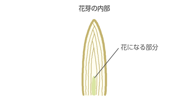 その後、1番太い芽が1番早く開花し、芽の太い順に、ほとんどの芽が開花する